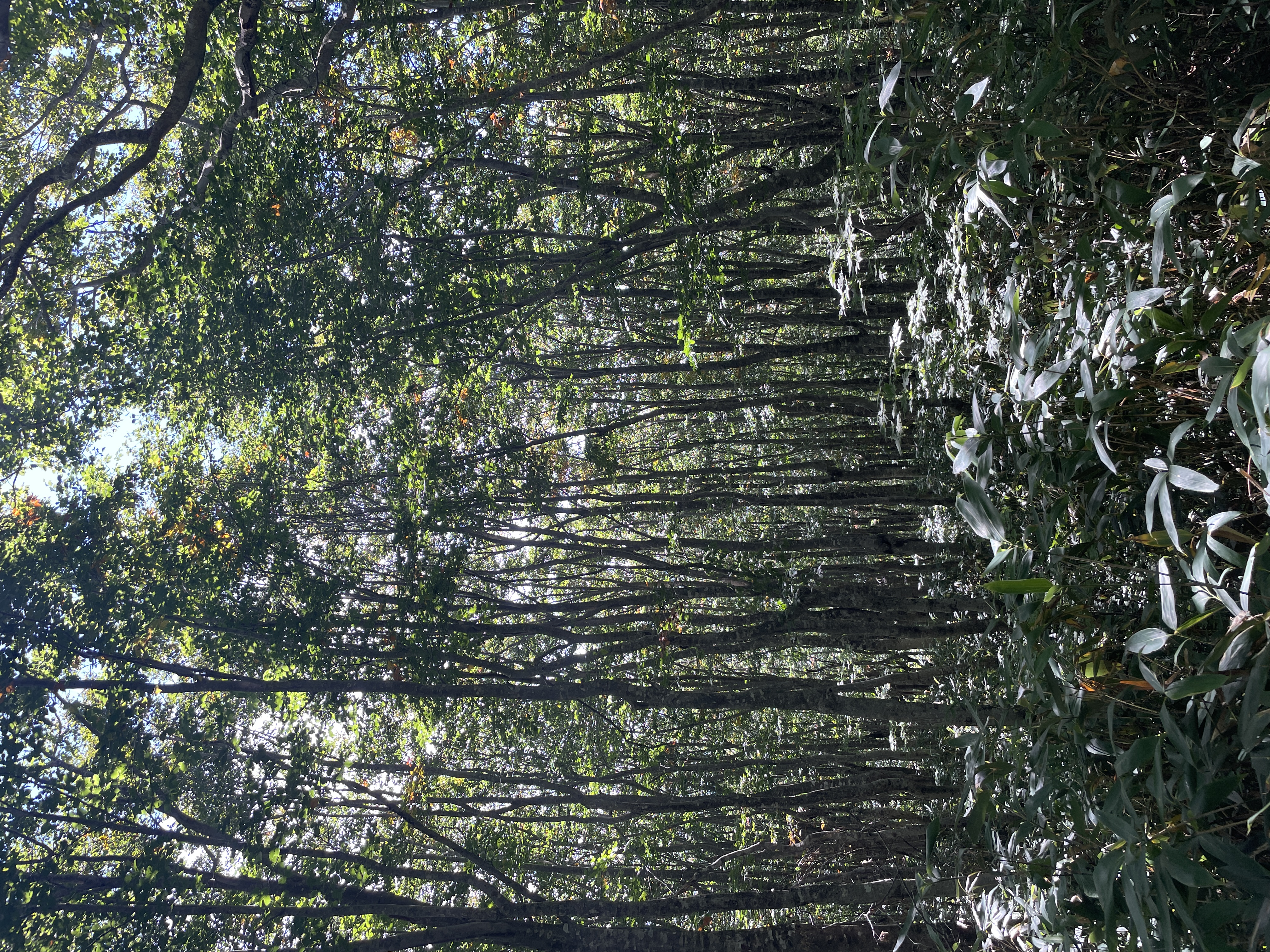 Wilde Natur - Foto 2