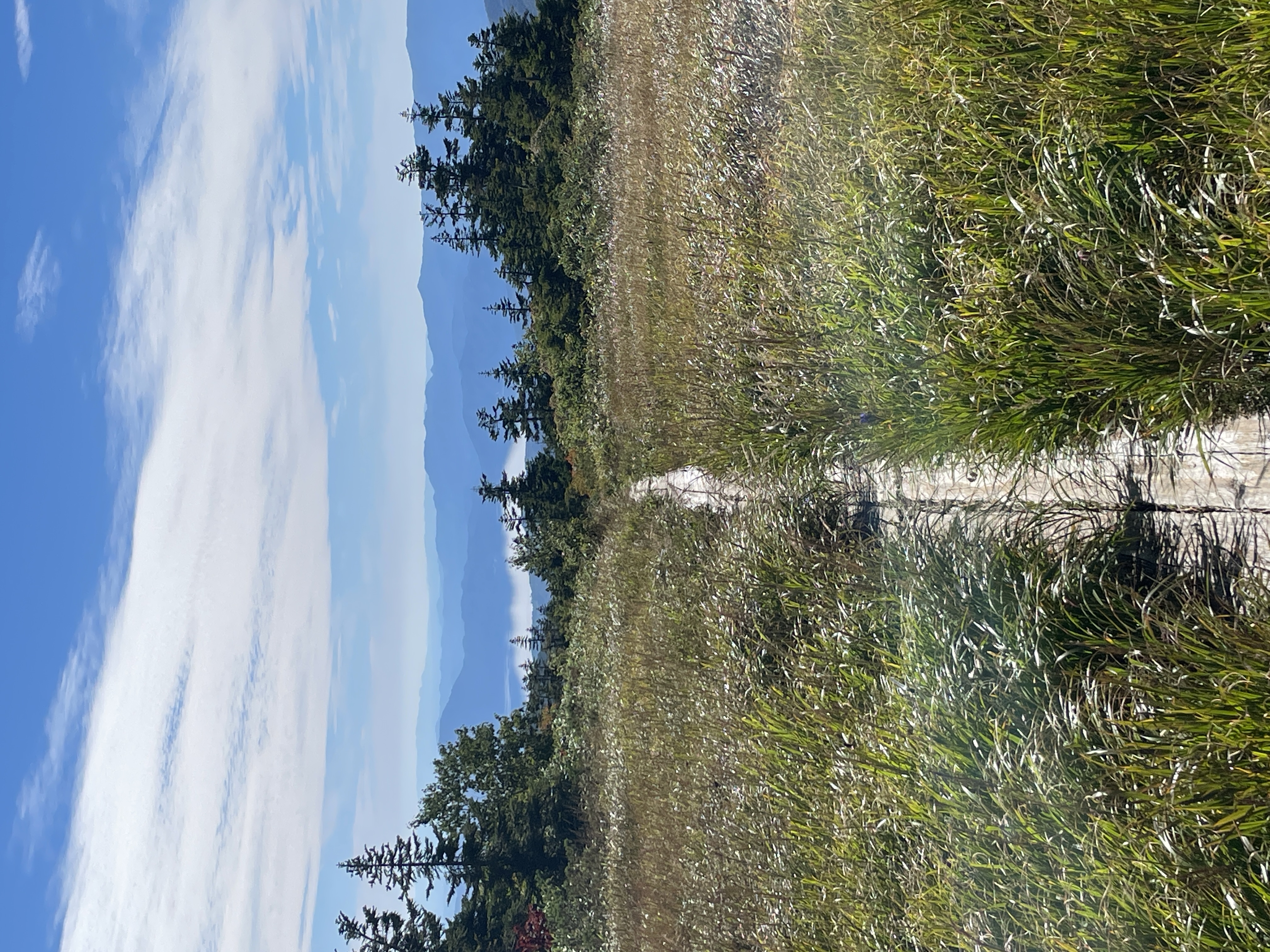 Wilde Natur - Foto 3
