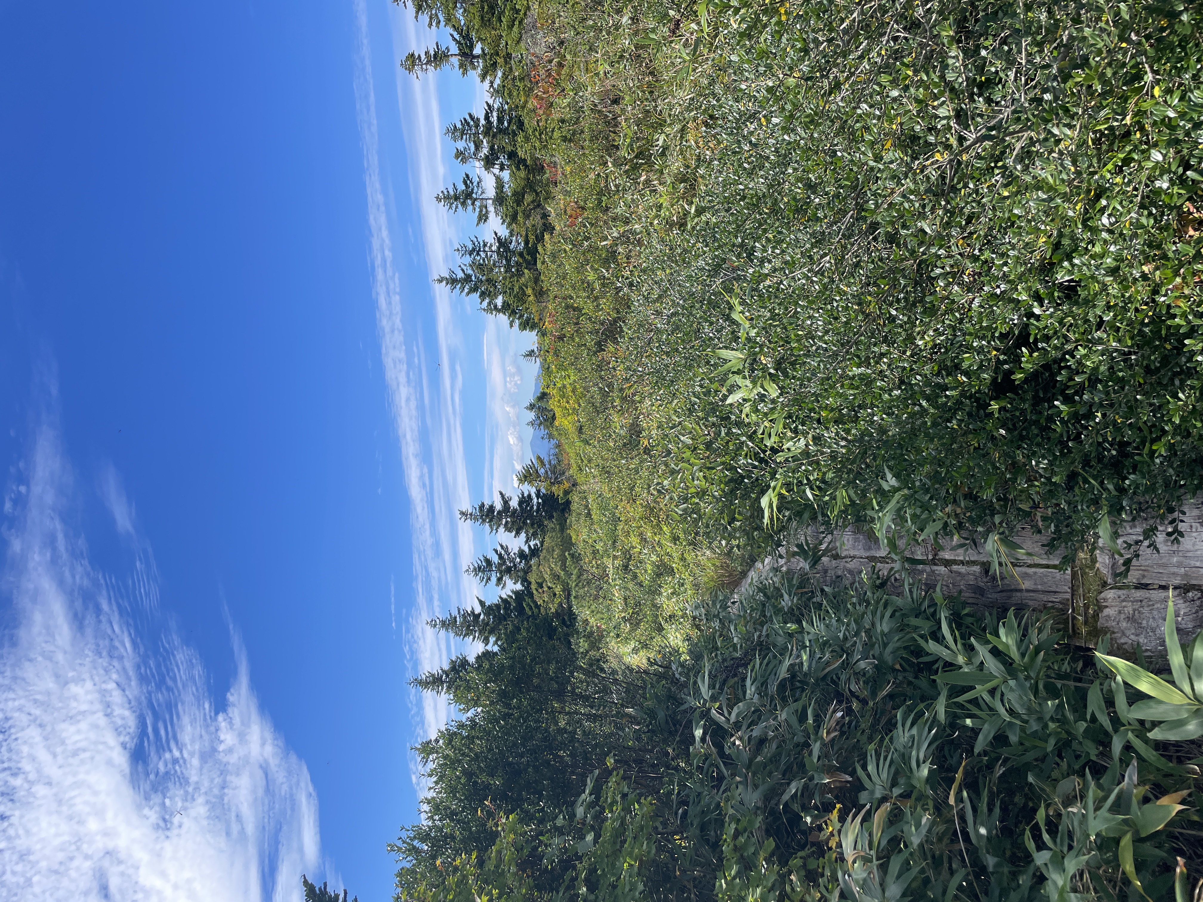 Wilde Natur - Foto 4
